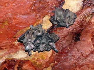 bats in the cave of baptism in balbina. amazon, brazil