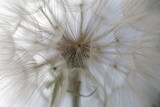Fototapeta Dmuchawce - White fluffy dandelion flower on gray sky background