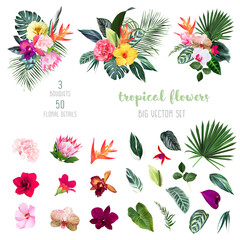 exotic tropical flowers, orchid, strelitzia, hibiscus, protea, anthurium, palm, monstera