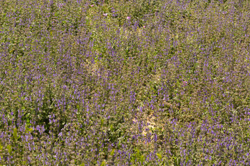 Wall Mural - Intense green spring flowers and plants.