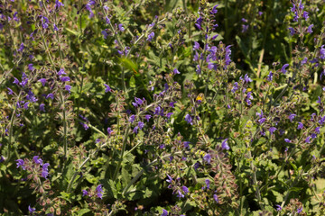 Wall Mural - Intense green spring flowers and plants.