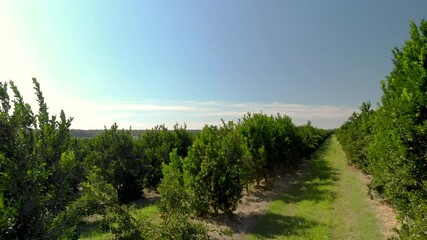 Wall Mural - Orange plantation in Brazil on sunny day