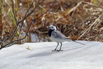 Wall Mural - Male white wagtail in spring in the Arctic zone of Russia