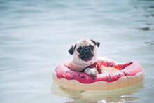 Cute Pug Floating In A Swimming Pool With A Pink Donut Ring Flotation Device