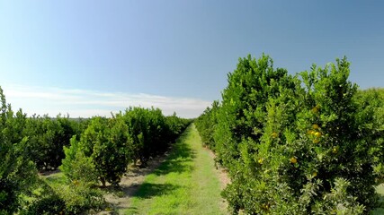 Wall Mural - Orange plantation in Brazil on sunny day