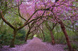 Cherry blosson trees