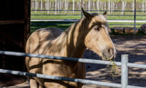 Fototapeta Konie - A light brown horse