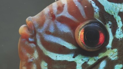 Wall Mural - Orange fish discus swimming in aquarium. Close up of fish eye