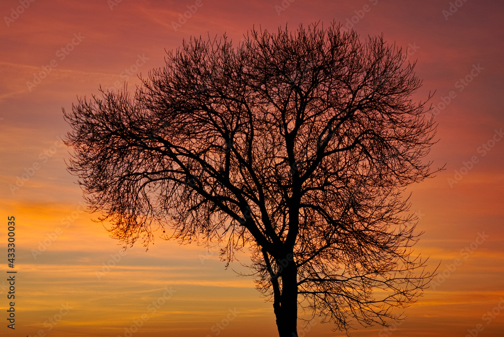 Cudowne drzewo z wspaniałymi kolorami zachodzącego słońca. - obrazy, fototapety, plakaty 