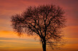 Cudowne drzewo z wspaniałymi kolorami zachodzącego słońca.
