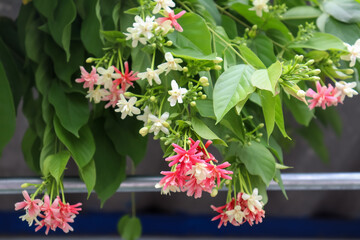 Poster - Combretum indicum flower