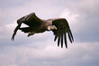 andenkondor, vultur gryphus, im flug vor blauem himmel