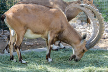 A Male Nubian Ibex Eating Grass (capra Nubiana) At The Al Ain Zoo..