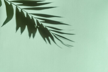 Sticker - Palm Leaf Shadow