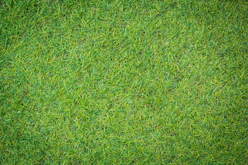 Canvas Print - artificial grass texture for background
