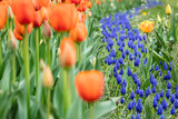 Fototapeta Tulipany - A meadow full of tulips 