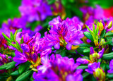 Fototapeta Maki - Blurred abstract nature background. Soft flowers texture. Vague purple colors, abstract nature texture. Rhododendron Mucronulatum in home garden