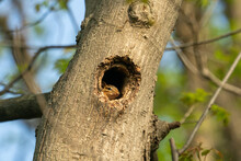 Cute Squirrel Peeking Out Of Tree Hollow