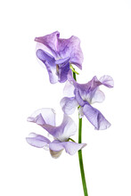 Lilac Colored Sweet Pea Flowers Isolated On White Background. Lathyrus Odoratus