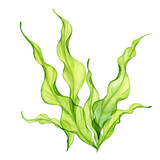 Fototapeta  - Watercolor green seaweed. Transparent fresh sea plant isolated on white. Realistic botanical illustrations collection. Hand painted underwater grass