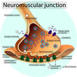 Synapse. Neuromuscular transition. Transmission of a nerve impulse