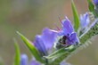 FU 2020-05-19 Stommeln 22 Lila Blüten am Zweig