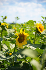 Sticker - Sunflower flower and seeds. Sunflower field growing sunflower oil beautiful landscape of yellow sunflower flowers against blue sky, agriculture copy space