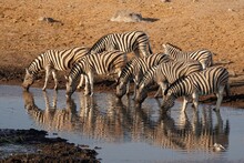 Burchell's Zebra In Etosha National Park, Namibia