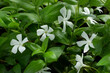 Vinca minor white color flower garden plant spring blossom with green leaves 