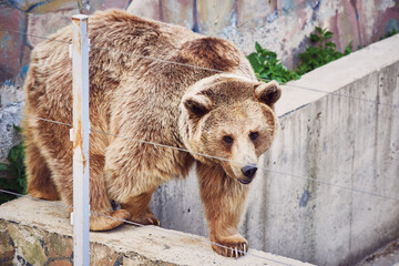 A rare hybrid of a brown and Tibetan bear with a white spot on its neck walks around the enclosure. Nature reserve.