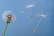 Seeds flying off with the wind from the seed head of a dandelion flower (Taraxacum officinale).