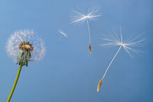 Seeds Flying Off With The Wind From The Seed Head Of A Dandelion Flower (Taraxacum Officinale).