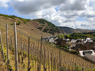 Wall Mural - Rebstock an der Mosel - Weingut Anbau Wein Blüte Weintrauben