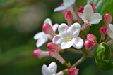 Fototapeta  - Viburnum burkwoodii. The Burkwood viburnum beautiful flowers. Closeup