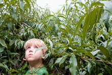 Portrait Of Boy Looking Up From Peach Trees On Fruit Farm