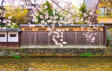 Wall Mural - 京都、祇園白川の風景