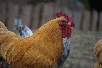 Wall Mural - Closeup shot of a brown hen on the farm