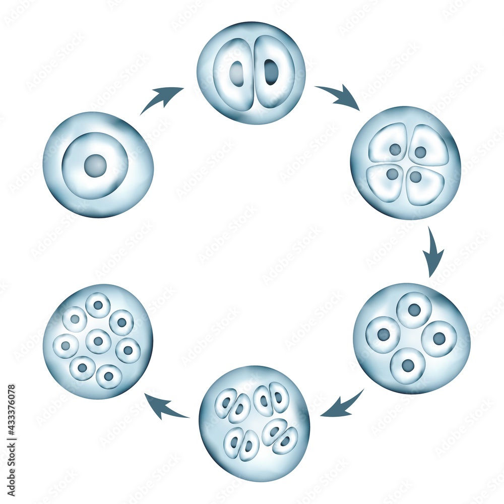 Realistic vector cells division. Stages of human embryonic development. Medical or biology science circular scheme - obrazy, fototapety, plakaty 