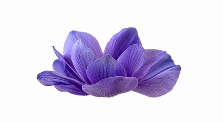 Wall Mural - Anemone flower isolated on white background. Side view