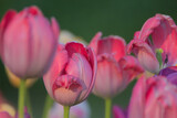 Fototapeta Tulipany - Pink tulips