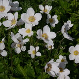 Fototapeta Kwiaty - Flowering White Snowdrop Anemone Sylvestris Plant
