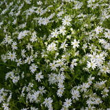 Fototapeta Kwiaty - Stellaria Holostea Greater stitchwort Flowering Plant
