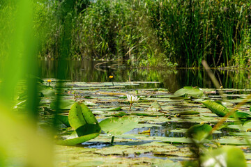 Canvas Print - Water lilies on the surface of the water