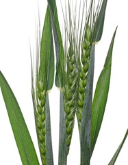 Wall Mural - Green unripe young ears of wheat isolated on white background with clipping path