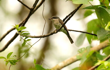 Wall Mural - Female Barwinged Flycatcher Shrike- Hemipus picatus, Ganeshgudi, Karnataka, India