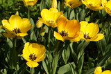 Fototapeta Tulipany - yellow tulips in the garden