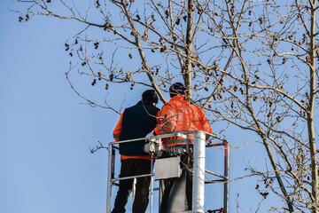 Boscaioli in azione per la potatura di alberi