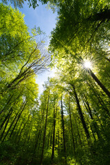 Wall Mural - a view up into the trees direction sky