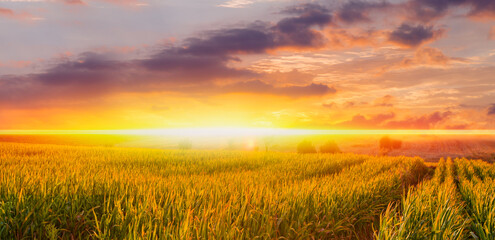 Sunrise over the corn field