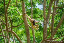 Gibbon On Tree